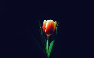 Картинка тюльпан цветок, оранжевые тюльпаны, темный, 5к