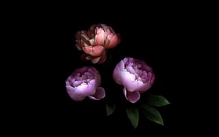 Картинка розовые цветы, красочный, черный, розы, 5к