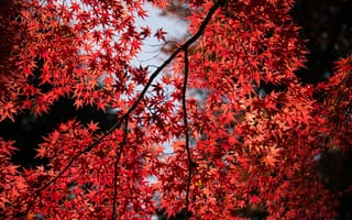 Картинка клен, красные листья, 5к, осень, ветви дерева