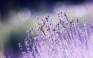Картинка цветы лаванды, боке, эстетический, фиолетовый, 5к, сад, размытие