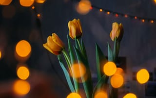 Картинка желтые тюльпаны, боке, 5к, украшение, огни, цвести, зеленые листья