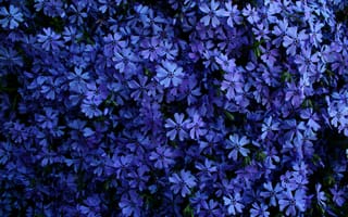 Картинка синие цветы, цветочный, красивый, сад, 5к, цвести