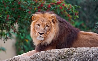 Картинка лев, дикое животное, портрет, хищник, крупным планом, большой кот