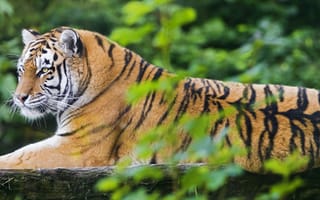 Картинка Сибирский тигр, амурский тигр, зоопарк, древесина, молодая тигрица, хищник, 5к, Дикая кошка