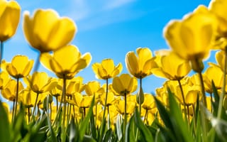 Картинка тюльпаны, желтые цветы, цветник, голубое небо, 5к, Солнечный день, дневной свет, цвести