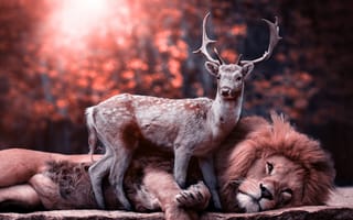 Картинка лев, олень, большой кот, дикие животные, хирш, млекопитающее, фантазия, хищник, милый, 5к