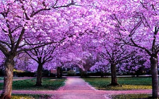 Картинка вишневые деревья, фиолетовые цветы, путь, цветочный, эстетический, красивый, парк, весна, 5к, красочный