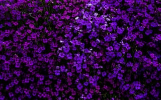 Картинка фиолетовые цветы, цветочный, красивый, сад, цветы обриеты, 5к, цвести