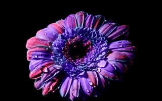Картинка гербера ромашка, фиолетовый цветок, крупным планом, черный, весна, цвести, капли росы, лепестки, макрос, красивый, цветочные головки