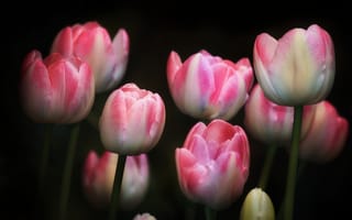 Картинка тюльпаны, розовые цветы, сад, черный, яркий, весна, Флора