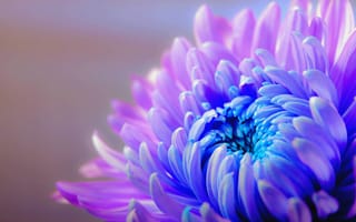 Картинка фиолетовый цветок, хризантема, крупным планом, макрос, лепестки, боке, цвести, фиолетовый