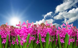 Картинка розовые цветы, гиацинт, цвести, зеленые листья, голубое небо, 5к, весна, 8k, облака, сад, Солнечный лучик