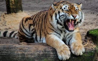 Картинка тигр, ревущий, зоопарк, хищник, млекопитающее, дикое животное, большой кот