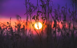 Картинка восход, силуэт, фиолетовое небо, сумерки, 5к, размытый, растения