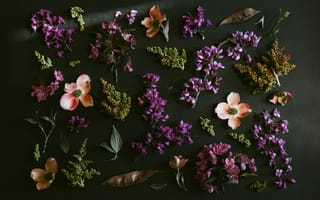 Картинка фиолетовые цветы, темный, весенние цветы, 5к, зеленые листья, листва