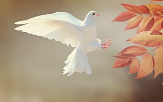 Картинка Белый голубь, оранжевые листья, ветвь, летящая птица, оперение, перья, крылья