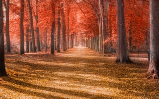 Картинка осенние деревья, лесная тропинка, дневное время, Осенние листья, опавшие листья, 5к, шаблон, тень, леса, стволы, пейзаж, красный