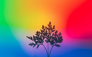Картинка травяное растение, градиент, эстетический, многоцветный, силуэт, яркий, красочный, RGB свет, 5к