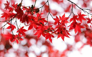 Картинка красные листья, боке, крупным планом, 5к, кленовые листья, Осенние листья, времена года, размытый, падать, ветви