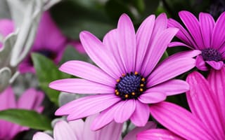 Картинка цветы ромашки, фиолетовые цветы, макрос, лепестки, цвести, сад, розовые цветы, боке, цветочный, крупным планом, весна, 5к