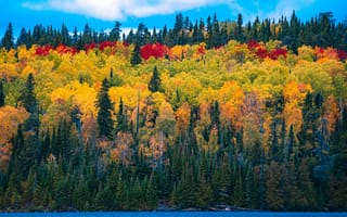 Картинка лес, осенние деревья, зелень, облака, красивый, пейзаж, голубое небо, озеро, красочный, 5к