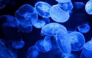 Картинка голубая медуза, аквариум, прозрачный, морская жизнь, светящийся, биолюминесценция, 5к, под водой, темный