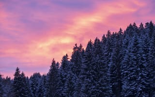 Картинка заснеженный, высокие деревья, фиолетовое небо, пейзаж, послесвечение, 5к, закат, зима
