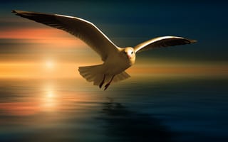 Картинка чайка, белые птицы, размытие, 5к, закат оранжевый, отражение, летящая птица, крылья