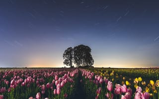 Картинка поле тюльпанов, звездные тропы, ночное небо, силуэт, розовые цветы, длительное воздействие, цветник, пейзаж, деревья, 5к