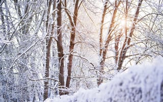 Картинка заснеженный, лес, ветви дерева, зима, Солнечный лучик, белый