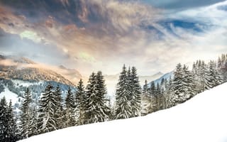 Картинка гора Эгли, Альпы Швейцарии, заснеженные деревья, горный хребет, альпийские деревья, зима, туманный, облачное небо, пейзаж, заснеженный