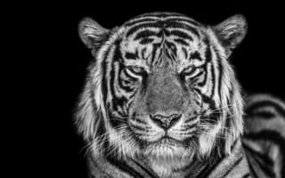 Картинка тигр, монохромный, крупным планом, портрет, 5к, черный