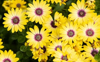 Картинка ромашки, желтые цветы, крупным планом, 5к, цветочный, цвести, весна