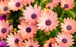 Картинка розовые ромашки, цветочный, цвести, крупным планом, 5к, красивый, весна