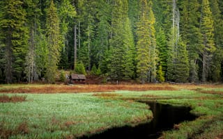 Картинка Тимоти Лейк, Орегон, леса, лес, деревянный дом, пейзаж, раннее утро, 5к, трава, берег озера, зеленые деревья