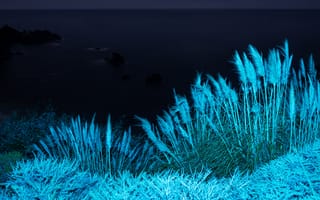Картинка макос биг сюр, ночь, запас, инфракрасное зрение, 5к, трава