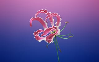 Картинка цветочный, градиент, девчачий, iOS 11, макос мохаве, эстетический, 5к, запас