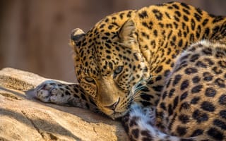 Картинка леопард, дикое животное, хищник, большой кот, лицо, глядя, крупным планом, 5к