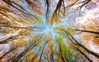 Картинка крона дерева, ветви, лес, осень, листва, глядя на небо, 5к