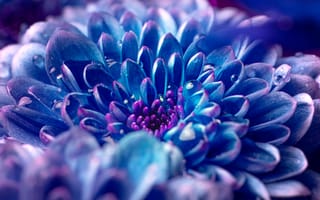 Картинка синий цветок, макрос, капли росы, яркий, капли, эстетический, крупным планом