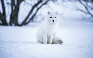Картинка Арктическая лиса, белый Волк, Исландия, снежное поле, выборочный фокус, млекопитающее, дикая природа