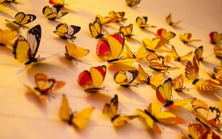 Картинка красочные бабочки, эстетический, желтые бабочки, красивый, настенные украшения, 5к, Ассорти, крупным планом
