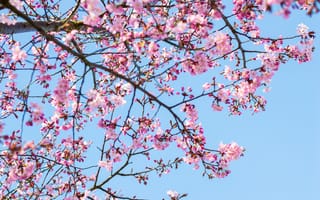 Картинка вишня в цвету, розовые цветы, ветви дерева, весна, чистое небо, голубое небо, 5к