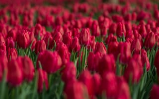 Картинка красные тюльпаны, поле тюльпанов, цветочный, весна, выборочный фокус, красочный, цвести, 5к, боке, крупным планом