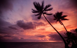 Картинка Пунта-Кана, Доминиканская Республика, пальмовые деревья, облачное небо, морской пейзаж, горизонт, восход, силуэт, тропический, фиолетовое небо