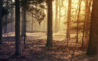 Картинка лесные деревья, восход, опавшие листья, раннее утро, Солнечный лучик, леса