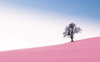 Картинка дерево одиночества, чистое небо, 8k, качать, сюрреалистичный, пейзаж, пустыня, 5к, розовый песок
