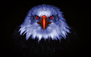 Картинка орел, хищная птица, 8k, черный, хищники, красные глаза, 5к