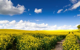 Картинка поля изнасилования, желтые цветы, красивый, Германия, пейзаж, Солнечный день, белые облака, рапсовые поля, голубое небо