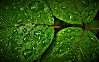 Картинка зеленые листья, влажный, 5к, расширенный динамический диапазон, макрос, капли воды, капли дождя, крупным планом, HDR, шаблон, зелень, свежий